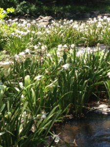 lilies-stevens-creek-3