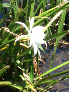 lilies-stevens-creek-4