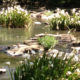 lilies-stevens-creek-5
